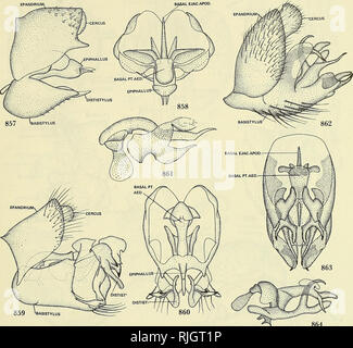 . Les mouches d'abeilles du monde : les genres de la famille. â€"  ; Â€" les parasites. ILLUSTRATIONS DE 551 â€". Les chiffres 864 857-864 857.-Oligodranes bifarius, Melander, face latérale. 858, Oligodranes bifarius Melander, face dorsale. 859, Geron sp., face latérale. 860, Geron sp., face dorsale. 861, Geron sp., système axial. 862, Pseudoamictus heteropterus Wiedemann, aspect latéral, 863, Pseudoamictus heteropterus Wiedemann, face dorsale. 864, Pseudoamictus heteropterus Wiedemann, axial système.. Veuillez noter que ces images sont extraites de la page numérisée des images qui peuvent avoir bee Banque D'Images