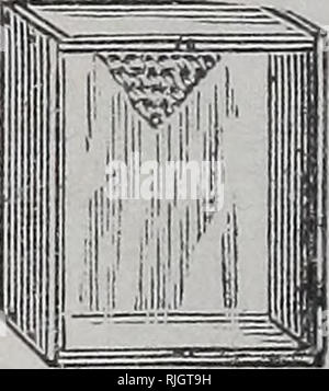 . L'apiculture pour les débutants. Les abeilles. 56 L'APICULTURE POUR LES DÉBUTANTS. Lorsque nous travaillons pour de miel en rayon, il est préférable de ne pas avoir la chambre à couvain trop grande, pour quand il y a une grande place ici les abeilles n'entrerai pas dans les sections tant qu'ils peuvent trouver d'espace ci-dessous pour l'excédent. Une ruche avec neuf ou dix images js suffisamment grand pour n'importe quel endroit dans le sud. L'un décrit au chapitre quatrième, est celui que je recommande pour de miel en rayon. Vous pouvez placer sur une ou deux caisses de sections comme votre pâturage et les abeilles se justifient. La ruche doit être d'aplomb sur son stand ; pour s'il penche d'un côté la foun- datio Banque D'Images