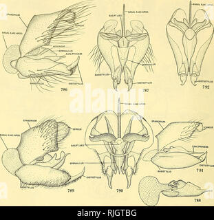 . Les mouches d'abeilles du monde : les genres de la famille. â€"  ; Â€" les parasites. 542 plis BEE OP LE MONDE -EJAC BASALE.APOD.. 786-792.-786 chiffres, Bombylius major Linne, face latérale. 787, Bombylius major Linne', face dorsale. 788, Bombylius major Linne, système axial. 789, Systoechus Osten Sacken vulgaris, face latérale. 790, Systoechus Osten Sacken vulgaris, face dorsale. 791 â€" Osten Sacken, barbatus, face latérale. 792 â€" Osten Sacken, barbatus, face dorsale.. Veuillez noter que ces images sont extraites de la page numérisée des images qui peuvent avoir été numériquement Banque D'Images