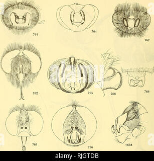 . Les mouches d'abeilles du monde : les genres de la famille. â€"  ; Â€" les parasites. 540 plis d'ABEILLES DU MONDE. Chiffres 761-769a.-761, Lepidochlanus fimbriatus Hesse. 762, Acanthogeron senex Meigen. 763, Tillardomyia gracilis Tonnoir. 764, Megapalpus capensis Wiedemann. 765, Oligodranes cincturus Coquillett. 766, Henica longirostris Wiedemann. 767, Sericusia lanata Edwards, de type. 768, Acrophthalmyda sphenoptera Loew, des organes génitaux masculins. 769, Antonia rieki Paramonov, organes génitaux femelles. 769a, l'USIA florea Fabricius, des organes génitaux masculins.. Veuillez noter que ces images sont extraites d'un balayage de pag Banque D'Images