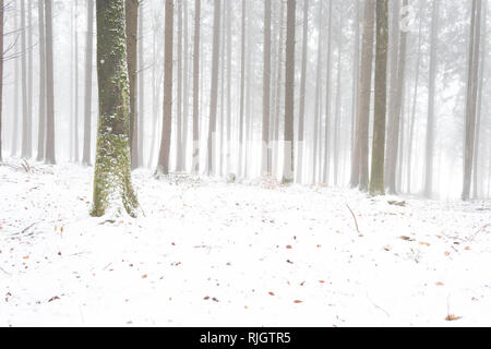 Forêt d'hiver brumeux Banque D'Images