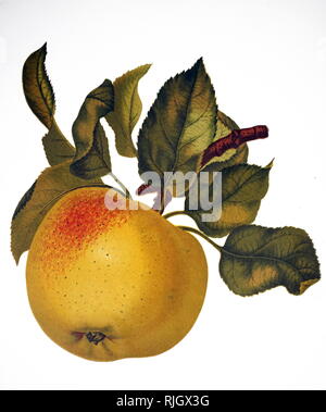 Un tableau représentant le fruit de bael un Indien, également connu sous le nom de Bengal, bael coing, pomme d'or, le japonais de l'orange amère, de la pierre ou du bois d'apple apple, une espèce d'arbre originaire du sous-continent indien et en Asie du sud-est. En date du 19e siècle Banque D'Images