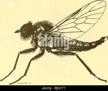 . Les mouches d'abeilles du monde : les genres de la famille. â€"  ; Â€" les parasites. 458 plis d'ABEILLES DU MONDE Text-Figure 30.-Habitus, Caenotus minutus Cole, après Cole (voir page 226).. 3L-Text-Figure Dolichomyia Habitus, gracilis Williston, après Frank Cole (voir page 24).. Veuillez noter que ces images sont extraites de la page numérisée des images qui peuvent avoir été retouchées numériquement pour plus de lisibilité - coloration et l'aspect de ces illustrations ne peut pas parfaitement ressembler à l'œuvre originale.. Hull, Frank M. (Frank Montgomery), 1901-1982. Washington, Smithsonian Institution Press Banque D'Images