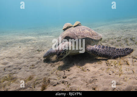 Tortue de mer avec deux poissons remora sur sa coquille de mer de pâturage d'herbe sur les fonds marins de sable d'une baie à Abu Dabbab dans la mer Rouge en Egypte Banque D'Images