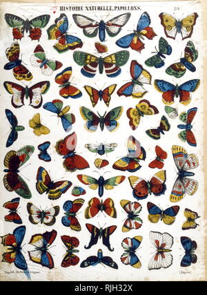 Les papillons ; illustration de différentes espèces 1860 Banque D'Images