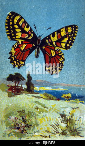 Papillon par Arkady Alexandrovitch Plastov (1893 - 1972), peintre réaliste socialiste russe Banque D'Images