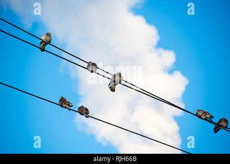 Les pigeons sont assis sur les fils. Assis sur les lignes de transport d'oiseaux sur un ciel clair. Banque D'Images