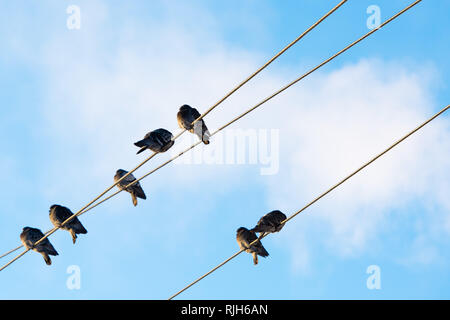 Les pigeons sont assis sur les fils. Assis sur les lignes de transport d'oiseaux sur un ciel clair. Banque D'Images