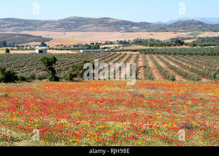 Les coquelicots rouges, Papaver rhoeas, dans le champ d'oliviers. Almargen, Malaga, Espagne. Banque D'Images
