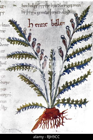 Un manuscrit représentant un échantillon de Hyoscyamus niger, une plante toxique de la famille des solanacées. En date du 12e siècle Banque D'Images