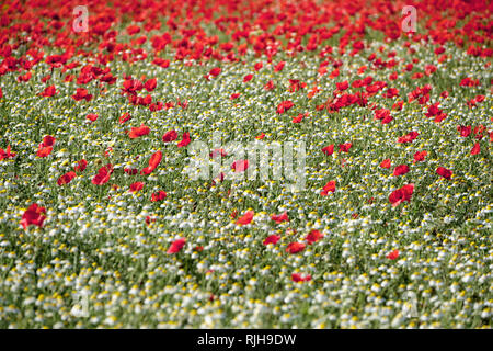 Les coquelicots rouges, Papaver rhoeas, communs et marguerites, Bellis perennis dans champ. Banque D'Images