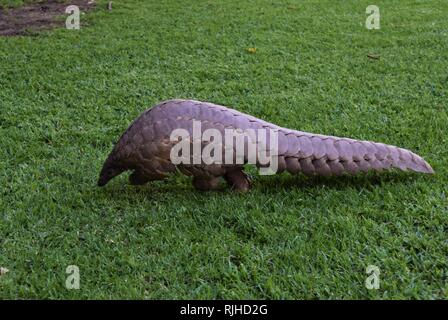 Les espèces en voie de Pangolin gros plan de marche Banque D'Images