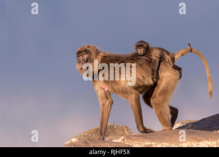 Le babouin gélada (Theropithecus gelada). Femelle adulte avec bébé sur le dos en marchant sur un rocher. L'Ethiopie Banque D'Images