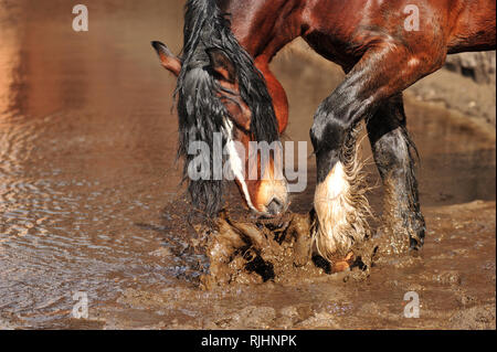 Bay Projet de cheval avec la crinière noire éclabousse l'eau boueuse debout dans une flaque d'eau. À l'horizontal, Weda, portrait. Banque D'Images