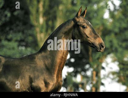 Surpris bai cheval Akhal Téké à côté d'arbres, été regardant la caméra. Vue latérale, horizontale, portrait. Banque D'Images