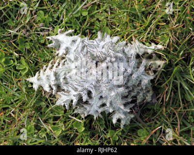 Les jeunes feuilles de la Rosette, Onopordum acanthium chardon coton Banque D'Images