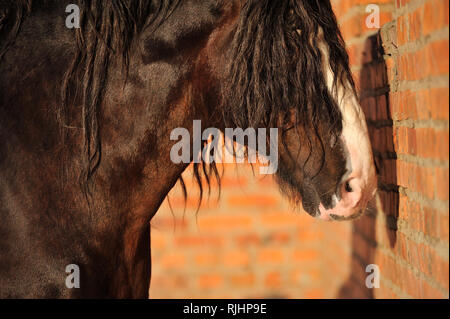 Vladimir Big Black Horse traction lourde se tient vers le mur de brique rouge à l'extérieur, au soleil. Vue latérale, horizontale, portrait. Banque D'Images