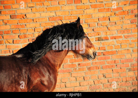 Bay Projet de cheval avec la crinière noire se trouve à côté de mur de brique rouge. Vue latérale, horizontale, portrait. Banque D'Images