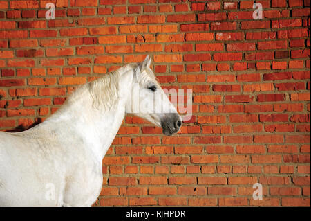 Orlov cheval trotteur gris clair se trouve à côté de mur de brique rouge en hiver, Horizonta, portrait, vue de côté. Banque D'Images