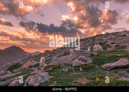 La Chèvre de montagne au coucher du soleil au Colorado Banque D'Images