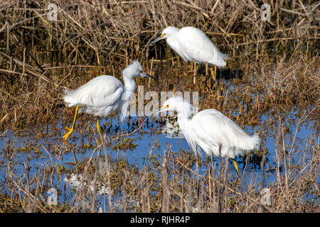 Les aigrettes blanches sur un étang de pêche dans l'un des marais du sud de la baie de San Francisco, Californie Banque D'Images