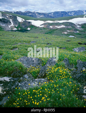 USA, Wyoming, forêt nationale de Shoshone, Alpine avens bloom dans la toundra pré sur plateau avec des petits lacs Beartooth ci-dessous ; Beartooth Mountains. Banque D'Images