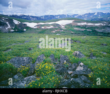 USA, Wyoming, forêt nationale de Shoshone, Alpine avens bloom dans la toundra pré sur plateau avec des petits lacs Beartooth ci-dessous ; Beartooth Mountains. Banque D'Images