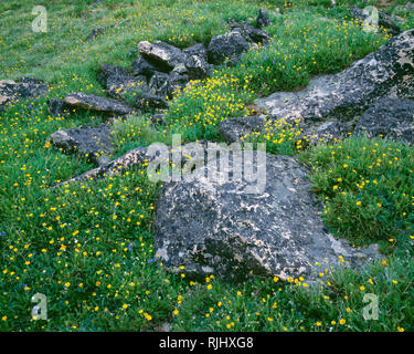 USA, Wyoming, forêt nationale de Shoshone, fleurs jaune d'alpine surround benoîte des roches couvertes de lichen sur plateau Beartooth ; Beartooth Mountains. Banque D'Images