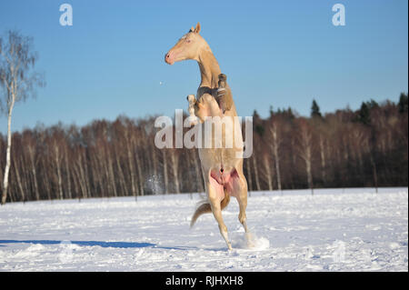 Cremello Akhal Téké étalon se dresse debout sur une jambe. Vertical, vue avant, en mouvement. Banque D'Images