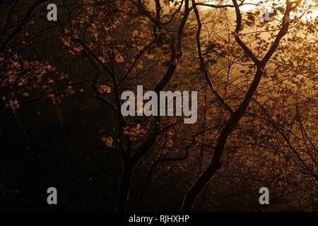 Un soleil qui brille la lumière sur les branches d'arbres le long de la rivière Alna à Oslo Banque D'Images