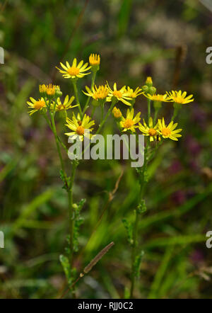 Séneçon commun, Jacobea, Staggerwort (Senecio jacobaea) floraison. Allemagne Banque D'Images