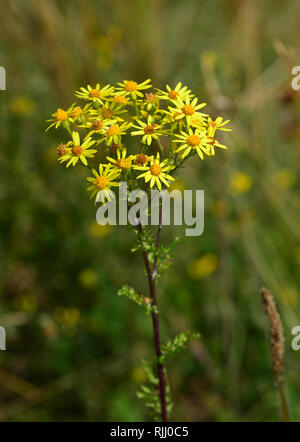 Séneçon commun, Jacobea, Staggerwort (Senecio jacobaea) floraison. Allemagne Banque D'Images