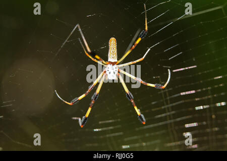 Golden Araignée de soie (Nephila clavipes) sur le web. USA. La vente dans les pays de langue allemande seulement Banque D'Images