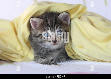 Chat domestique. Chaton sous une couverture jaune. Allemagne Banque D'Images