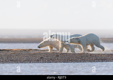 L'ours polaire (Ursus maritimus, Thalarctos maritimus). Mère avec deux oursons marche sur une île-barrière. Kaktovik, en Alaska. Banque D'Images