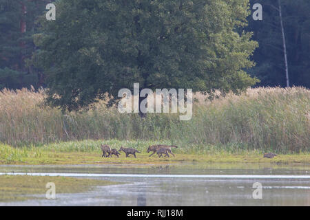 Le loup d'Europe (Canis lupus). Pack près de l'eau. La Saxe, Allemagne Banque D'Images