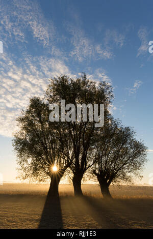 Le saule blanc (Salix alba). Saules à sunrise, Basse-Saxe, Allemagne Banque D'Images