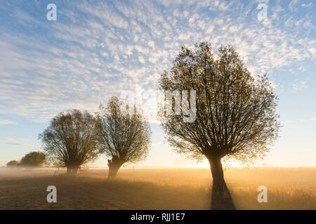 Le saule blanc (Salix alba). Saules à sunrise, Basse-Saxe, Allemagne Banque D'Images