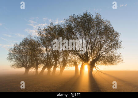 Le saule blanc (Salix alba). Saules à sunrise, Basse-Saxe, Allemagne Banque D'Images