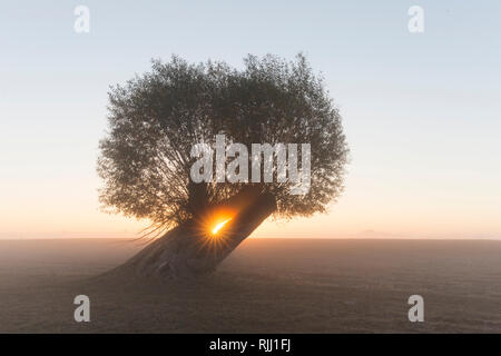 Le saule blanc (Salix alba). Willow dans le lever du soleil, Basse-Saxe, Allemagne Banque D'Images