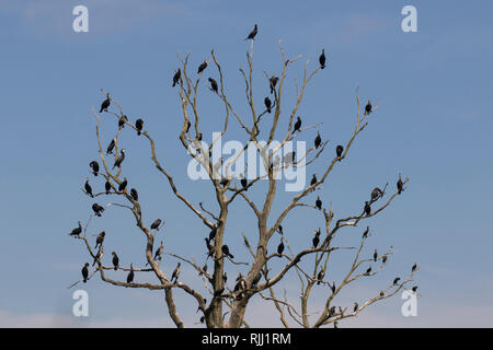 Cormoran (Phalacrocorax carbo). Reposant sur les oiseaux arbre mort. Stadtbruch Anklamer réserve naturelle, Schleswig-Holstein, Allemagne Banque D'Images