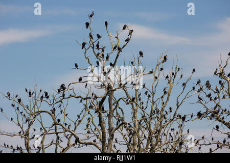 Cormoran (Phalacrocorax carbo). Les oiseaux posés sur les arbres morts. Stadtbruch Anklamer réserve naturelle, Schleswig-Holstein, Allemagne Banque D'Images