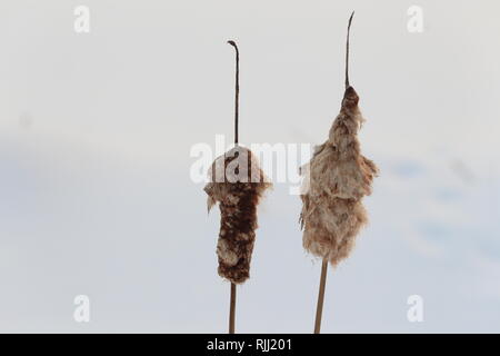 Québec,Canada. Joncs en hiver Banque D'Images