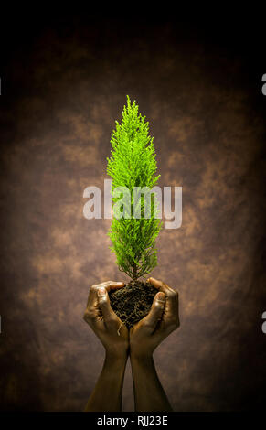 Une paire de mains tenant un teint foncé petit arbre par c'est motte. A conceptual image montrant l'humanité en tant que gardiens du monde naturel. Banque D'Images