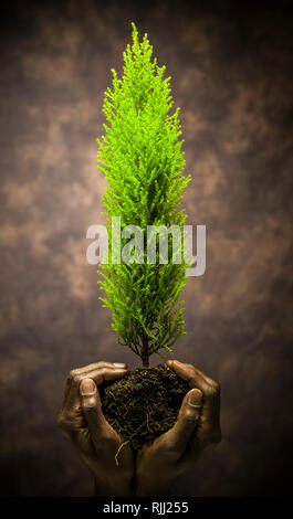 Une paire de mains tenant un teint foncé petit arbre par c'est motte. A conceptual image montrant l'humanité en tant que gardiens du monde naturel. Banque D'Images