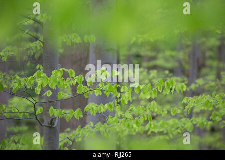 Le hêtre commun (Fagus sylvatica). Forêt de hêtres au printemps. Schleswig-Holsten, Allemagne Banque D'Images