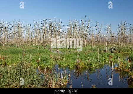 Stadtbruch Anklamer réserve naturelle. Schleswig-holstein, Allemagne Banque D'Images