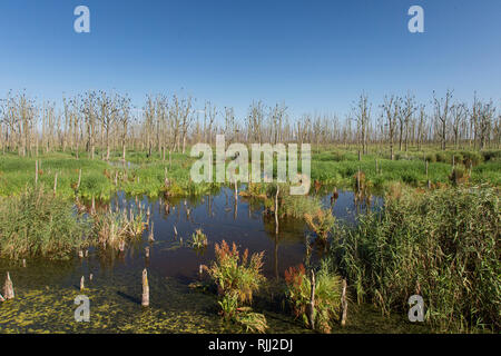 Stadtbruch Anklamer réserve naturelle. Schleswig-holstein, Allemagne Banque D'Images