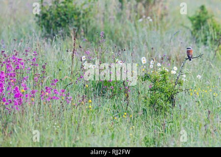 Pie-grièche écorcheur (Lanius collurio). Homme sur un rameau épineux dans un pré. Hautes Tatras, Slovaquie Banque D'Images