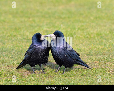 L'appariement des freux Corvus frugilegus jusqu'au début de février côte est Norfolk Banque D'Images